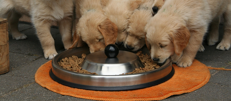 Street Dog Feeding  Stray Dog Feeding - POV