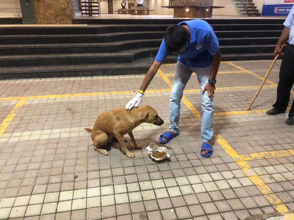 Street Dog Feeding  Stray Dog Feeding - POV
